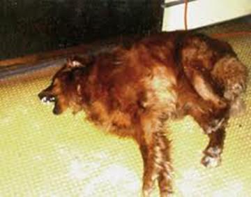 At the time of a seizure, use Emergency Rescue to help the animal recover. Then use Seizures to help ease the emotional stress. Available at www.carolesdoggieworld.com 